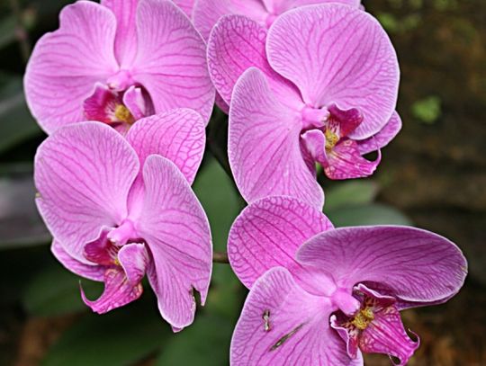 Ahhh -- The Tricky Orchids