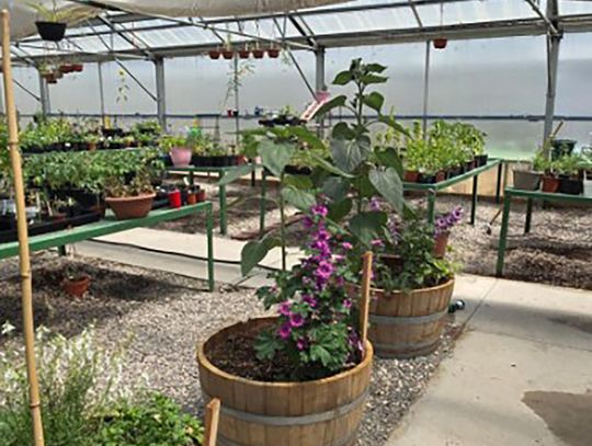 Annual Tree Sale Returns, Orders Due April 11