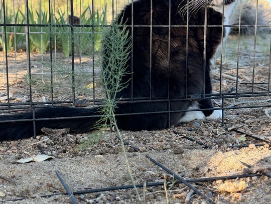 Asparagus Once Found a Home in Fallon Fields