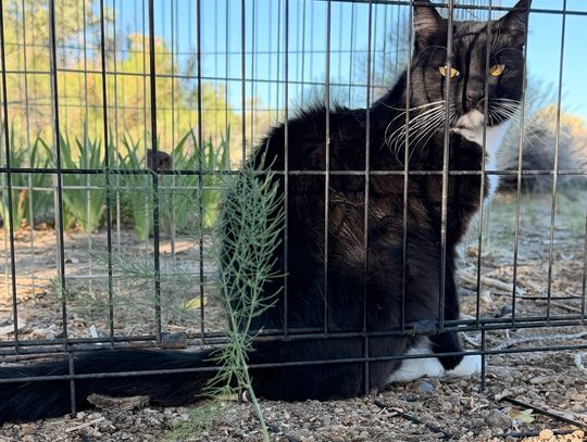 Asparagus Once Found a Home in Fallon Fields