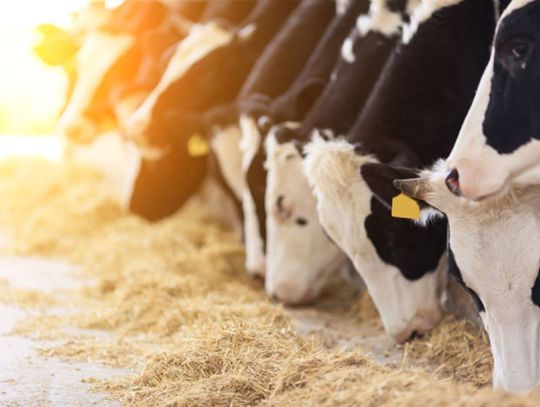 Avian Influenza Detected in Dairy Cows in Churchill County, Milk Supply Remains Safe