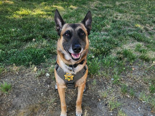 Beloved K-9 Bear Laid to Rest