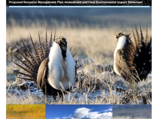 BLM Releases Updated Sage Grouse Plan