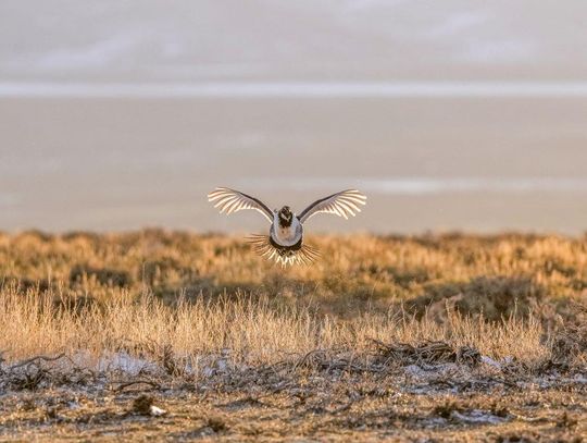 BLM Updates County Commission FRTC, Grazing, Sage Grouse, Land Exchanges, and More