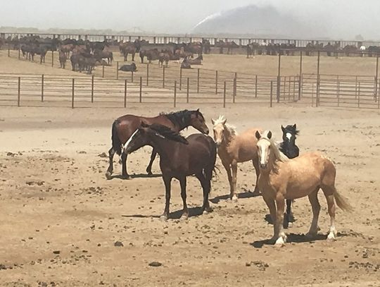 BLM Wild Horse Facility Tour Available