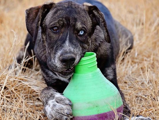 CAPS Pet Of the Week