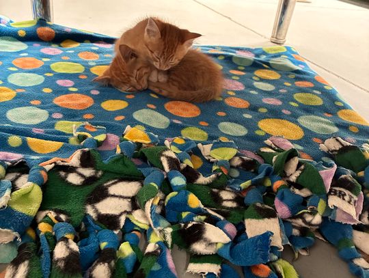 Captain’s Log — Shop Cats