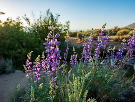 Carla Kay Maes Carla Kay Maes