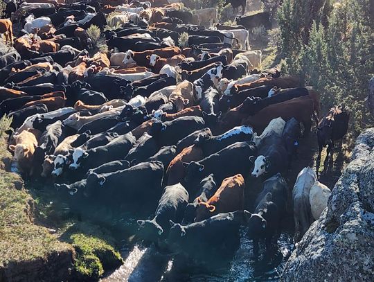 Cattle Prices Rebound for Nevada Livestock Feeder Sale