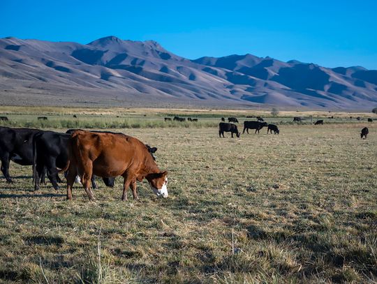 Cattlemen’s Update Nevada Ranchers With Latest Market and Production Insights