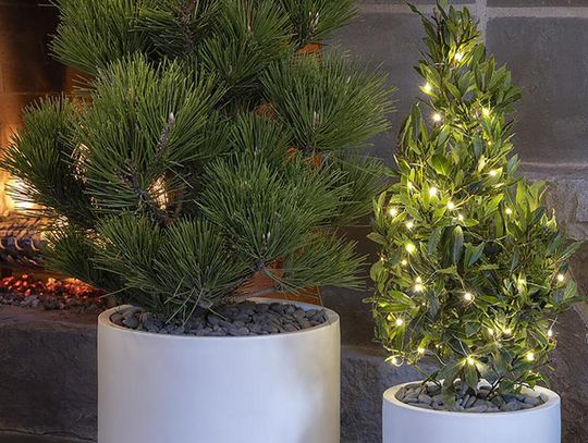 Choosing an Alternative Christmas Tree