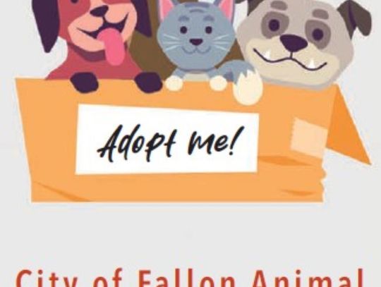 City of Fallon Animal Shelter Report - June 14 to 21