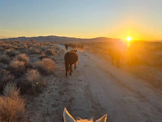 County Challenges BLM Grazing Permit Reductions