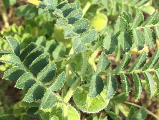 Crop research tours at Field Day in Fallon