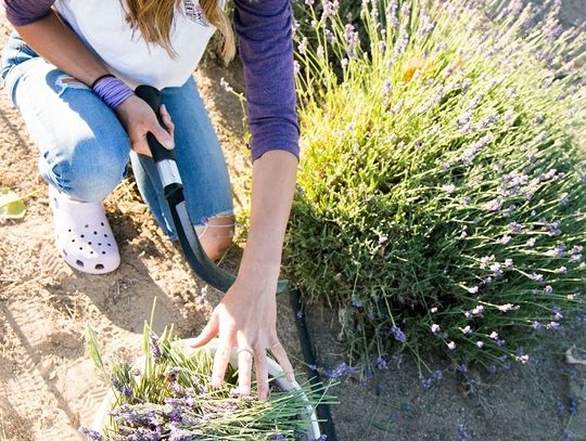 Deeply Rooted Farms-  Where Roots Mean Everything