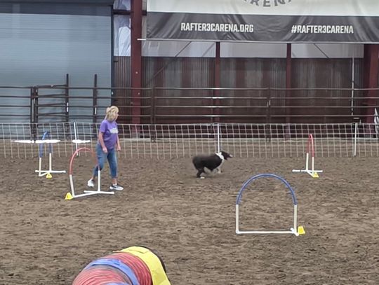 Dog Agility Contest