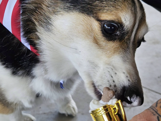 Dog Races Raise Funds for Fallon Animal Shelter