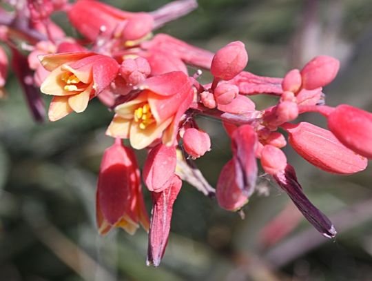 Edith on the Red Yucca