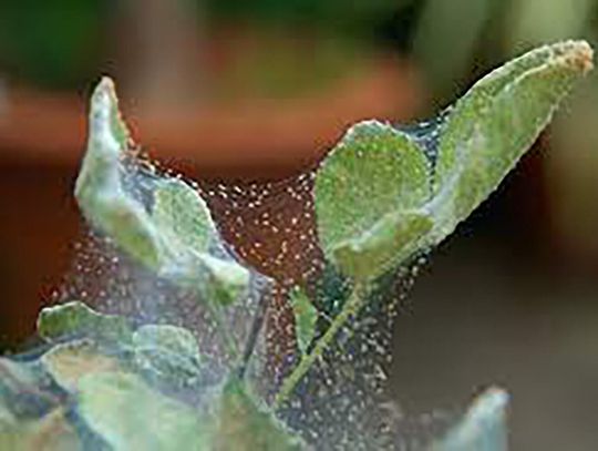 Effective Strategies to Combat Garden Mites