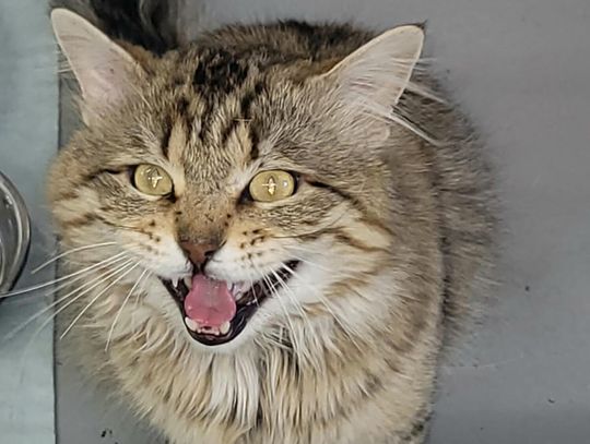 Fallon Animal Shelter and More - 05. 23. 2025 Edition