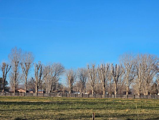 Fallon’s Tree Care Matters