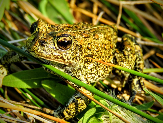Fish and Wildlife Issues Emergency Listing of Dixie Valley Toad