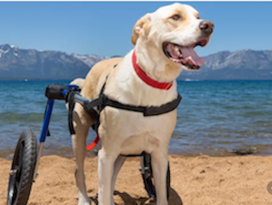 From Fallon Shelter to Faithful Friend