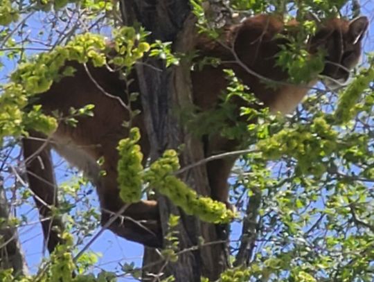 From the Office of the Sherrif: Public Alert, Mountain Lions Supsected in the Area