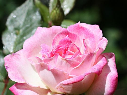 Garden of Edith -- On Roses