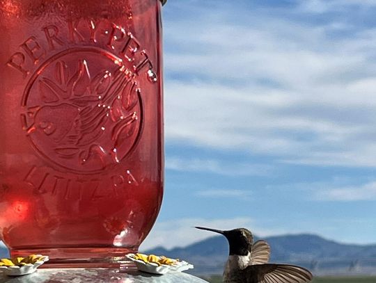 Happiness in Your Yard: Hummingbirds