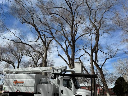 Help Your Trees Through Proper Pruning