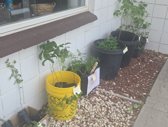 Last Chance to Pre-Order Tree Sale Before April 11 Deadline