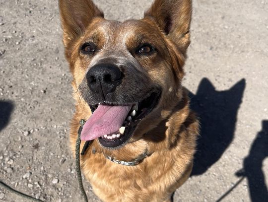 Latest News for Fallon Animal Shelters/Programs