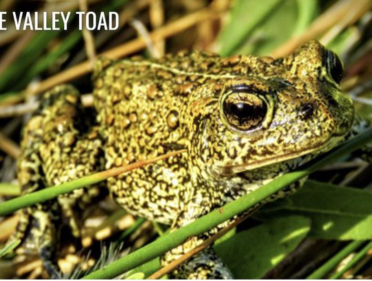 Legal Intervention Filed to Protect Endangered Toad