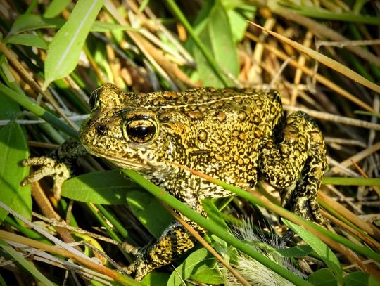 Legal Intervention Filed to Protect Endangered Toad