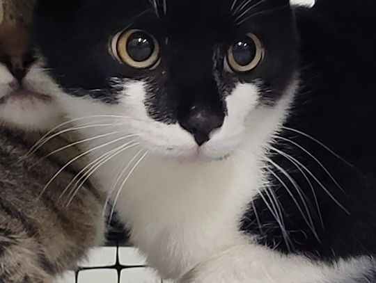 Meet Hemlock