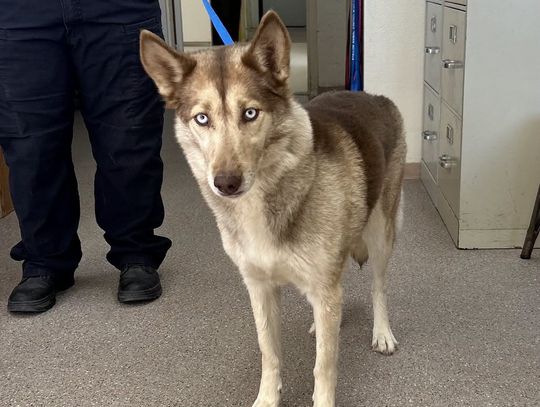 Pets of the Week