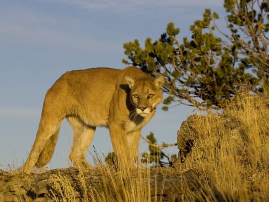 Mountain Lion Sighting on Powerline Road