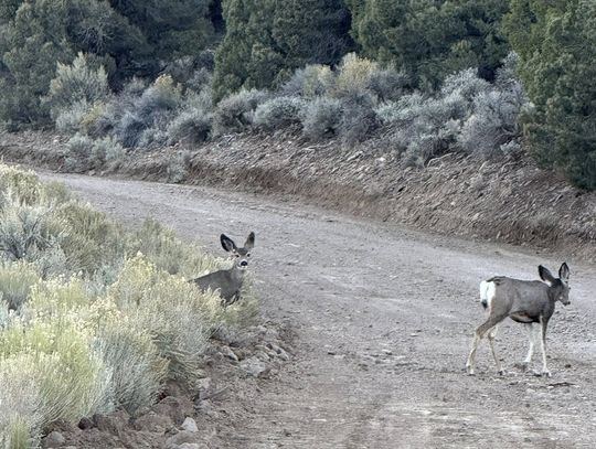 Nevada Deer Hunters Cautioned  About Chronic Wasting Disease