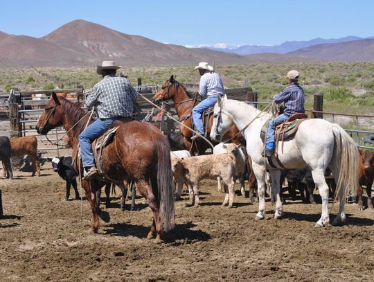 New Documentary ‘Fenced Out’ Chronicles Nevada Ranchers’ Fight Over Navy Expansion