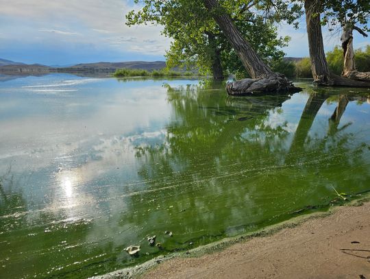 Park Alert: Harmful Algae Found at Lahontan Reservoir