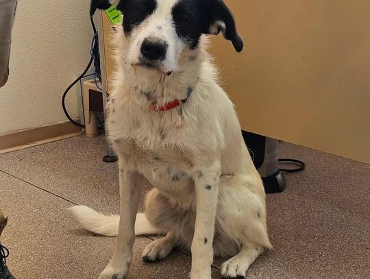 Pet of the Week Pet of the Week