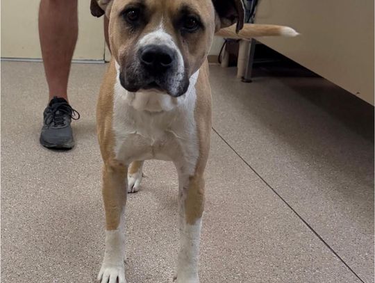 Pet of the Week