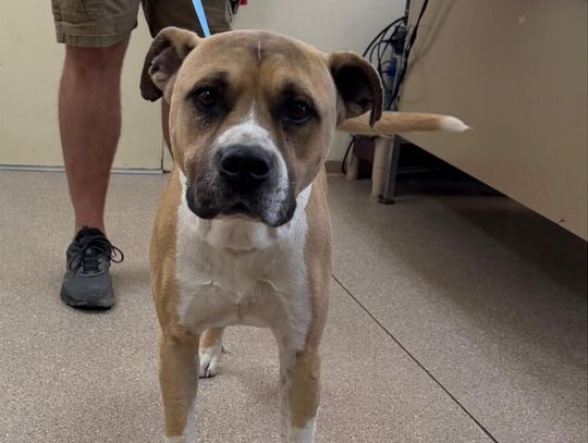 Pet of the Week