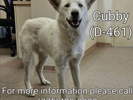 Pets of the Week