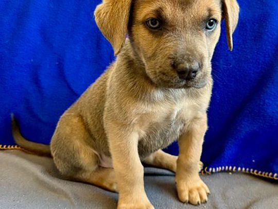 Pets of the Week