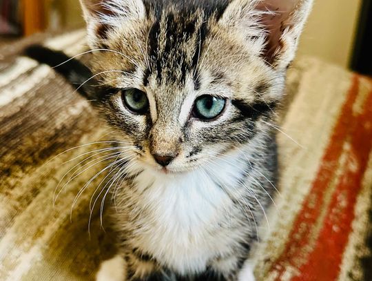 Pets of the Week