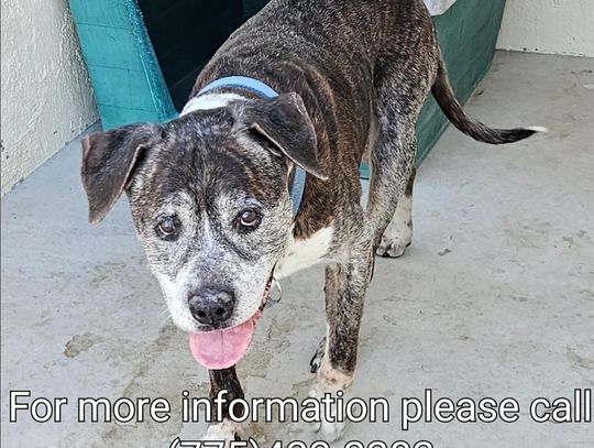 Pets of the Week