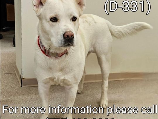 Pets of the Week