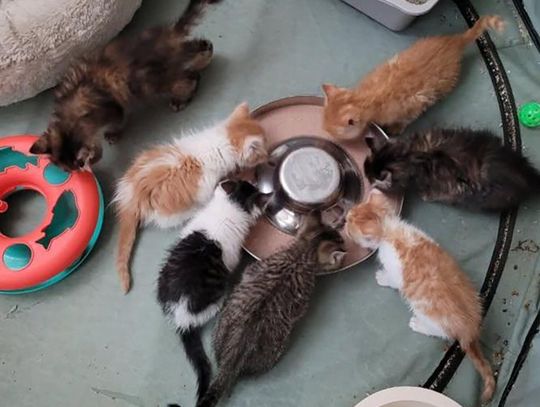 Pets of the Week